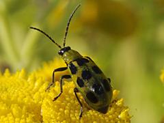 Western Spotted Cucumber Beetle